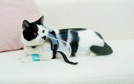 Cu&aacute;ndo utilizar un monitor de presi&oacute;n arterial port&aacute;til para mascotas.png