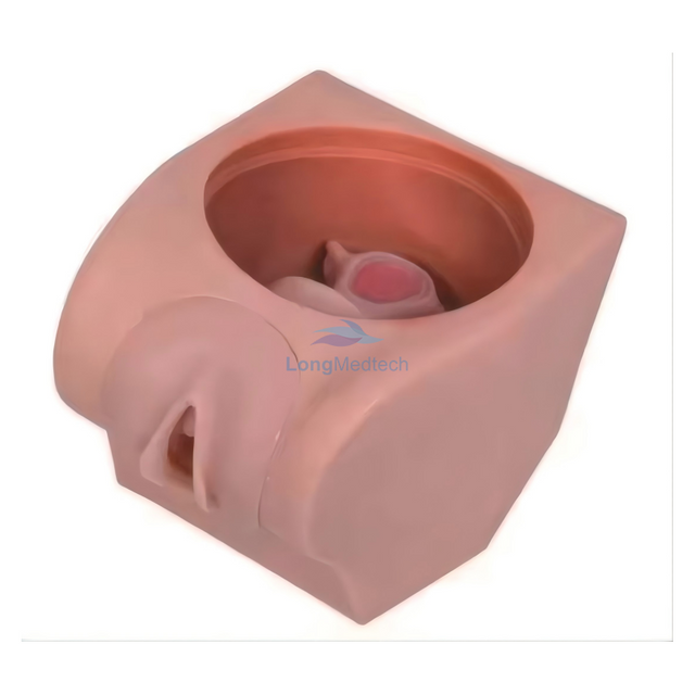 LZB-502 نموذج ممارسة منع الحمل المتقدم للنساء في تدريس أمراض النساء